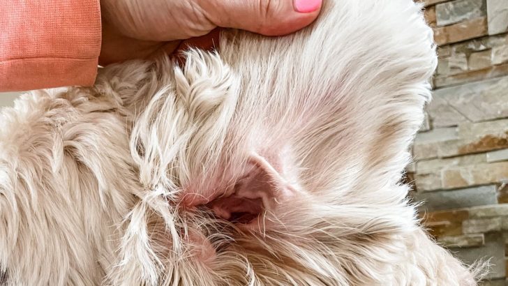 How To Clean Goldendoodle Ears At Home Like A Pro
