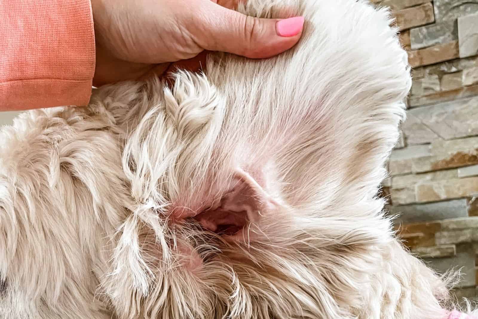 a woman cleans a goldendoodle's ear