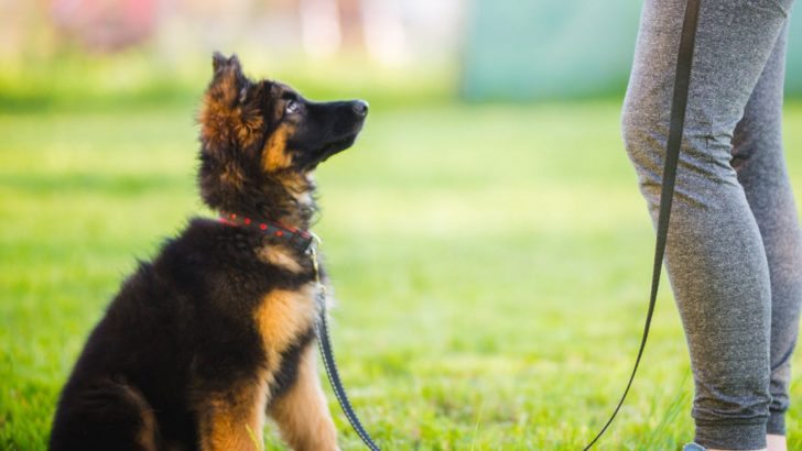 How To Discipline A German Shepherd: 4 Key Dos And Don’ts