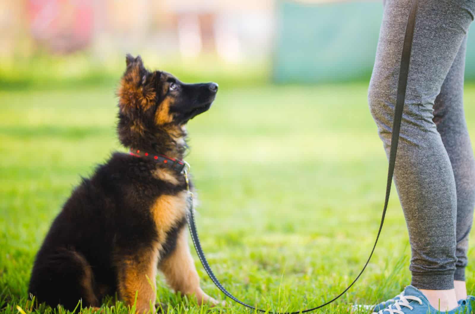 How To Discipline A German Shepherd: 4 Key Dos And Don’ts