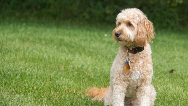 How To Discipline A Goldendoodle – 5 Proven Tricks