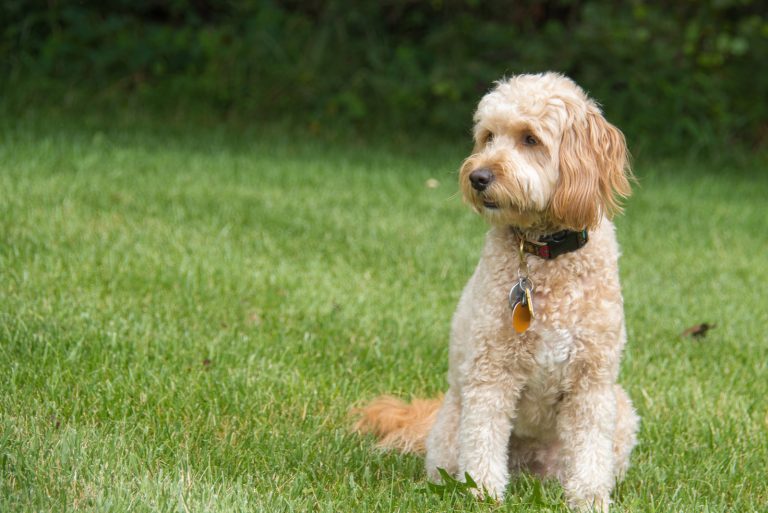 goldendoodle sitting in backyard
