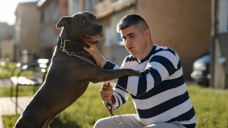 5 Proven Methods For Disciplining A Pitbull Properly