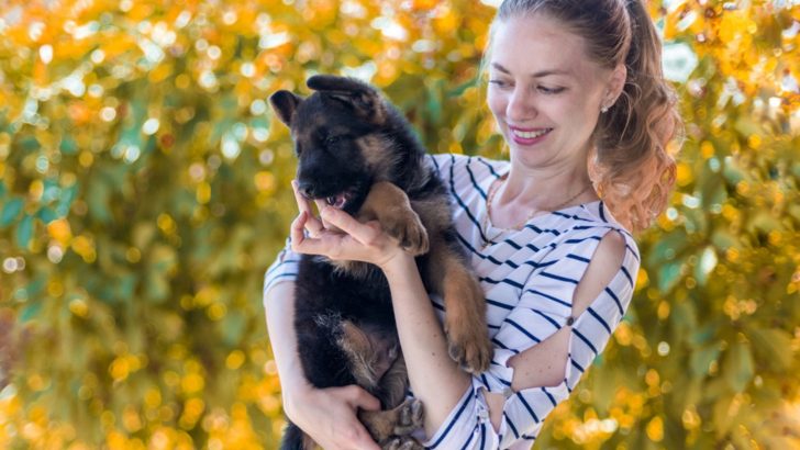 How To Find The Right German Shepherd Puppy To Share Life With