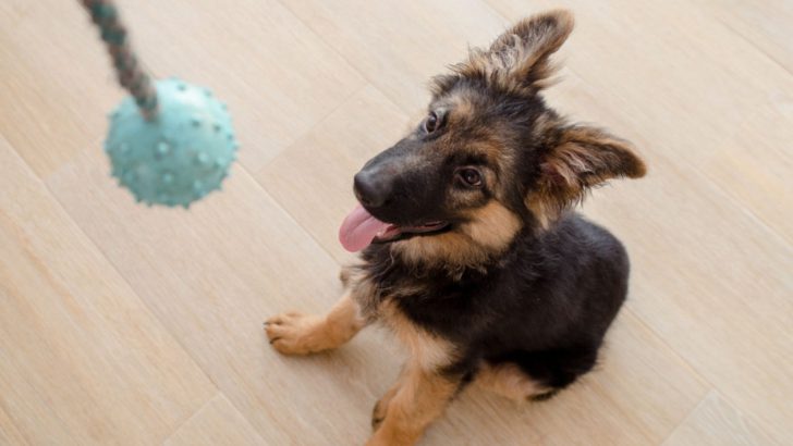 How To Keep A German Shepherd Busy