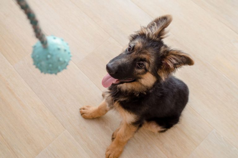 german shepherd puppy sitting looking a toy
