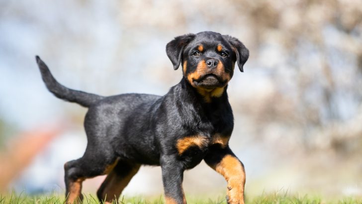 How To Potty Train A Rottweiler Puppy – 7 Great Tips