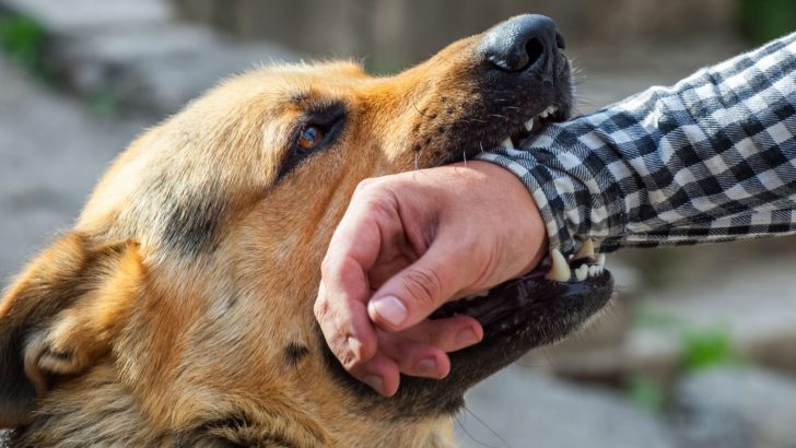How To Punish A German Shepherd For Biting