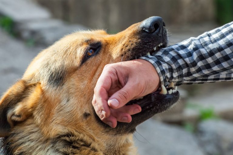 german shepherd biting a man's hand