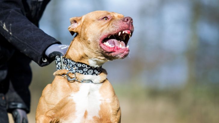 How To Punish A Pitbull For Biting? 7 Possible Ways