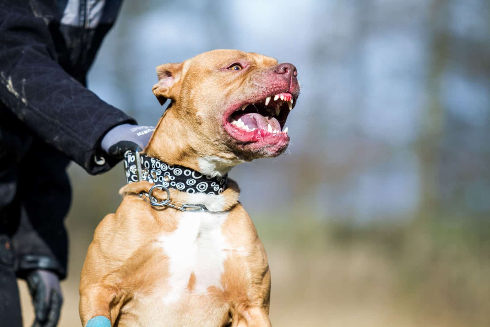 Agressive pitbull terrier
