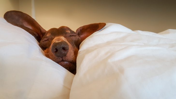 How To Stop A Dog From Snoring? 6 Solutions Worth Your Sleep