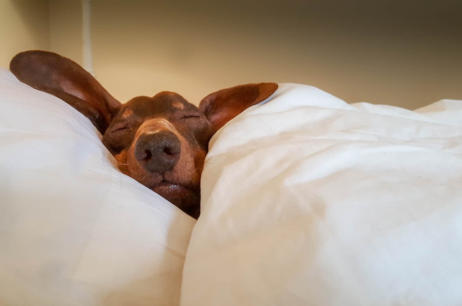 dachshund snoring