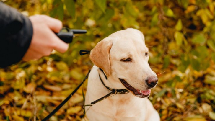 Is Physical Correction Necessary In Dog Training? An Expert Opinion