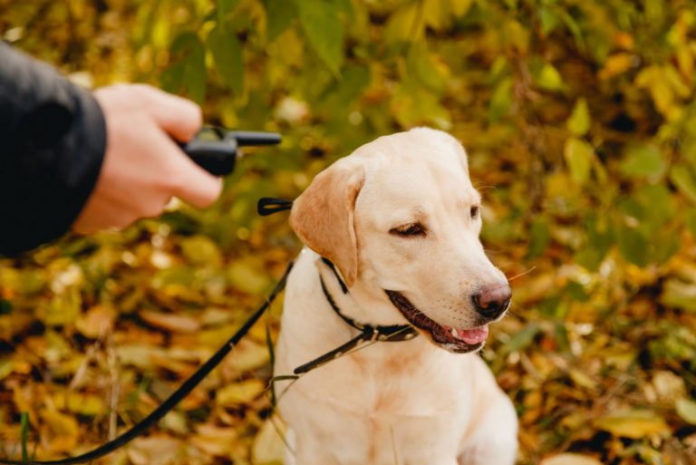 golden retriever with shock collar