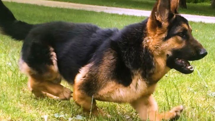 Is The Short-Legged German Shepherd Purebred?