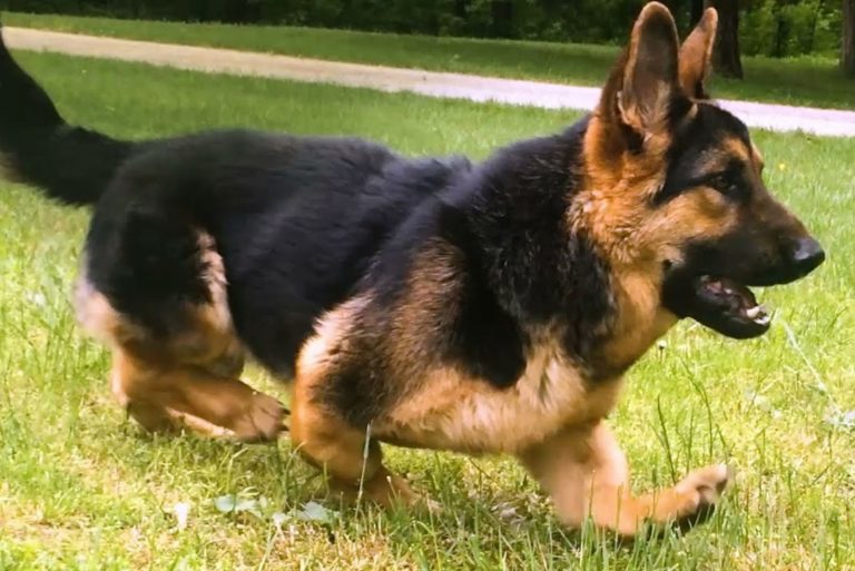Short-Legged German Shepherd