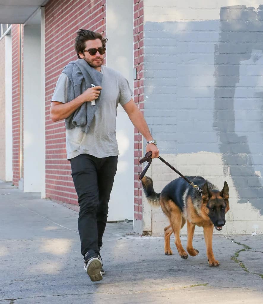Jake Gyllenhaal walks his German Shepherd