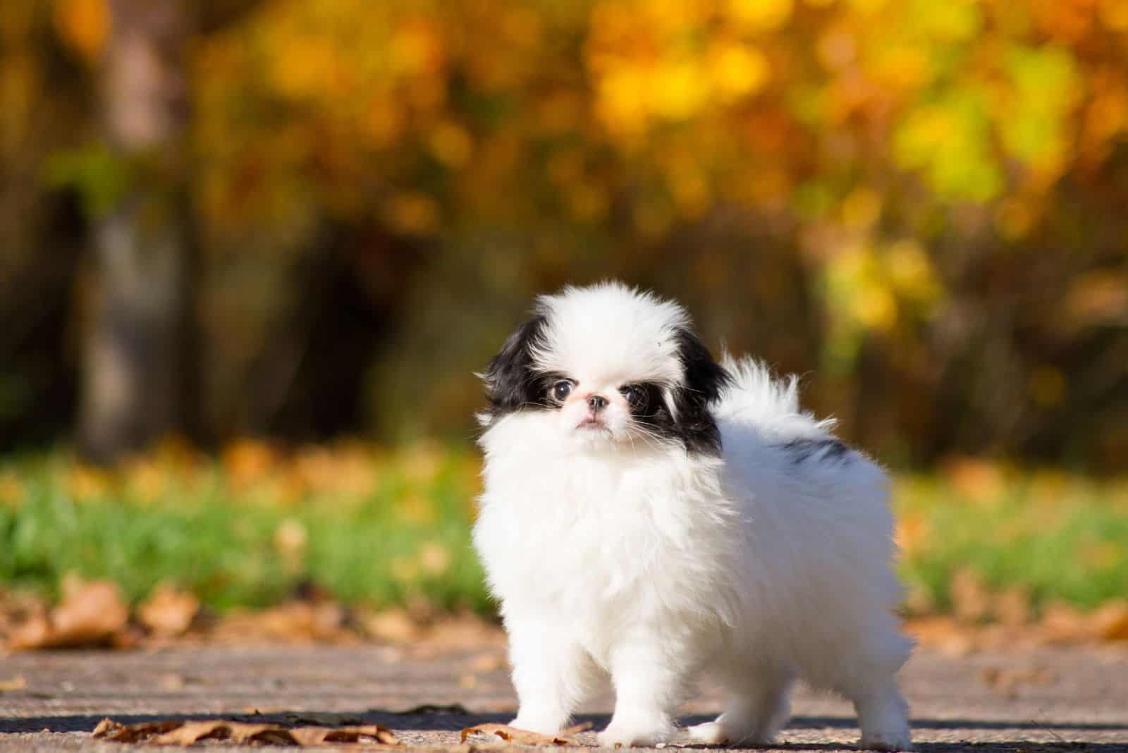 Japanese Chin in the autumn park