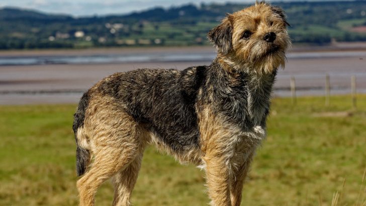 Keeping Up With The Border Terrier Growth Chart