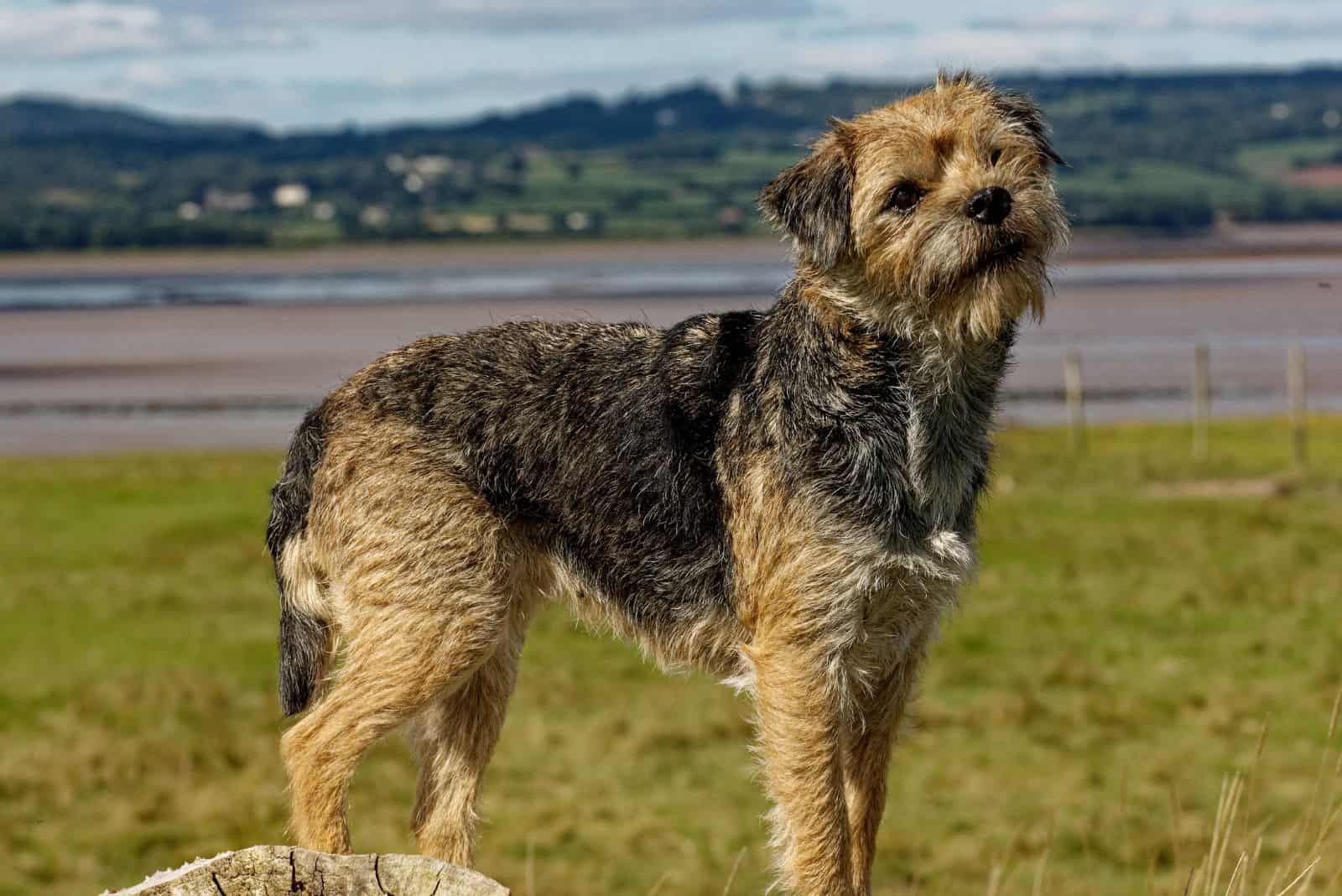 Border Terrier standing on a tree