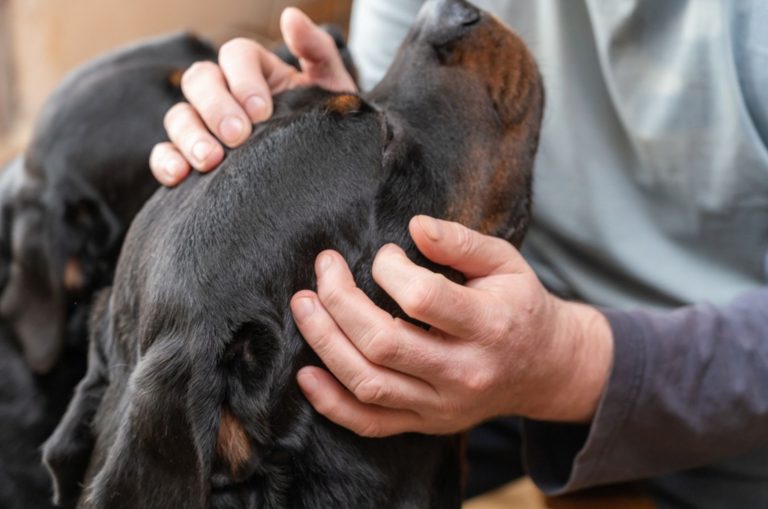 man and two rottweilers