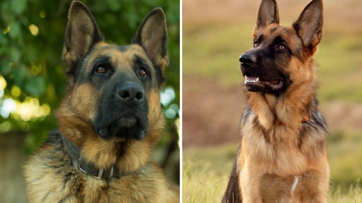 King Shepherd Vs. German Shepherd: What Sets Them Apart