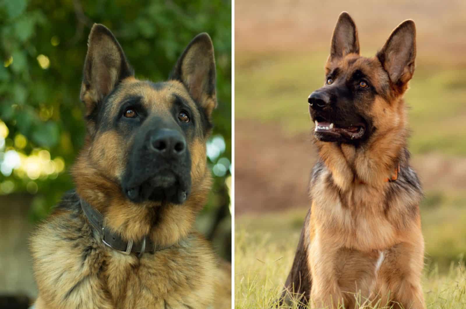 King Shepherd Vs. German Shepherd: What Sets Them Apart