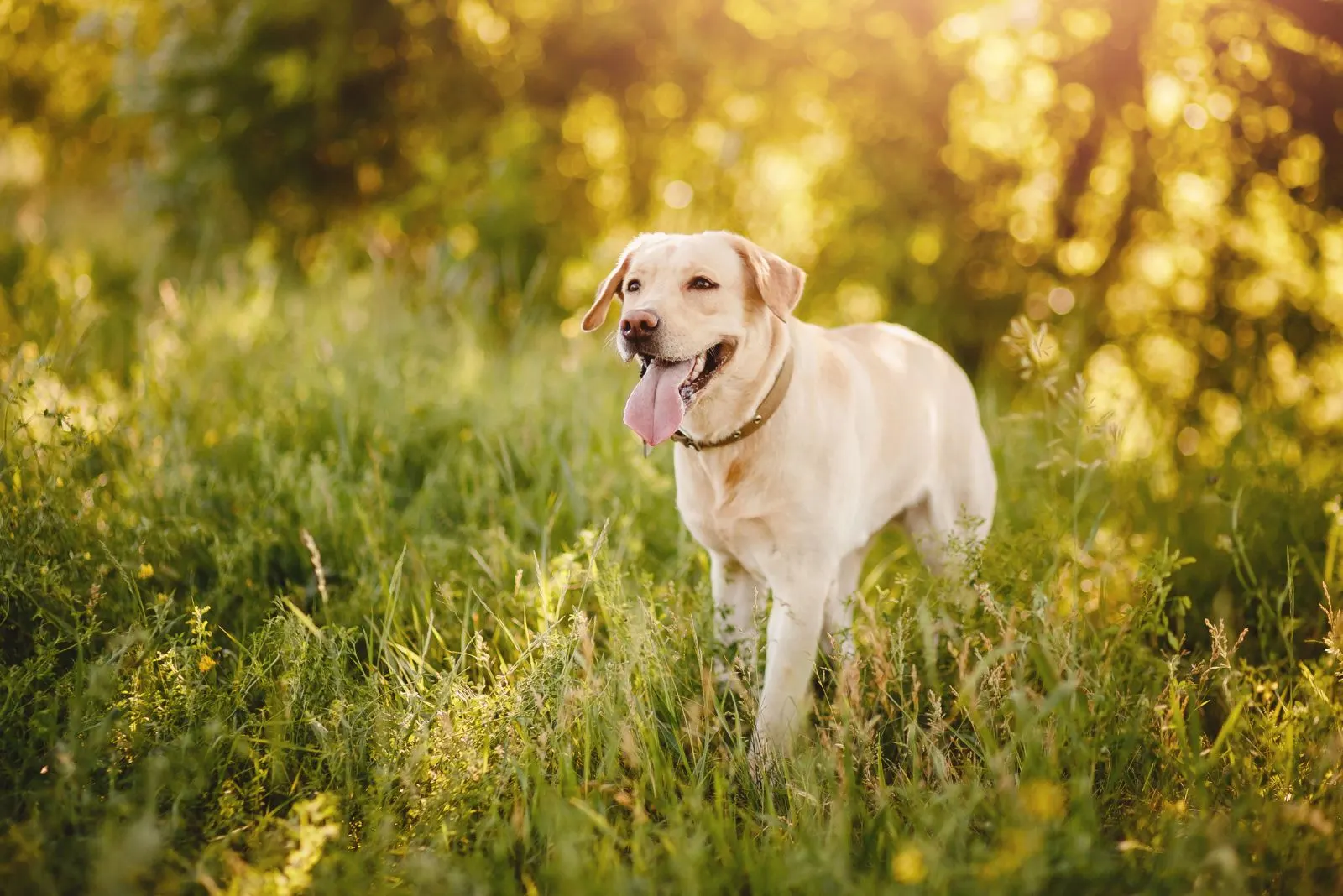 Labrador Retriever in field with tongue out