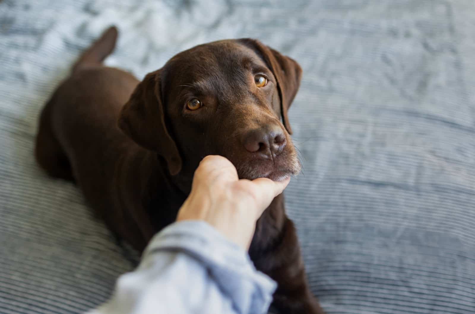 Labrador looking up