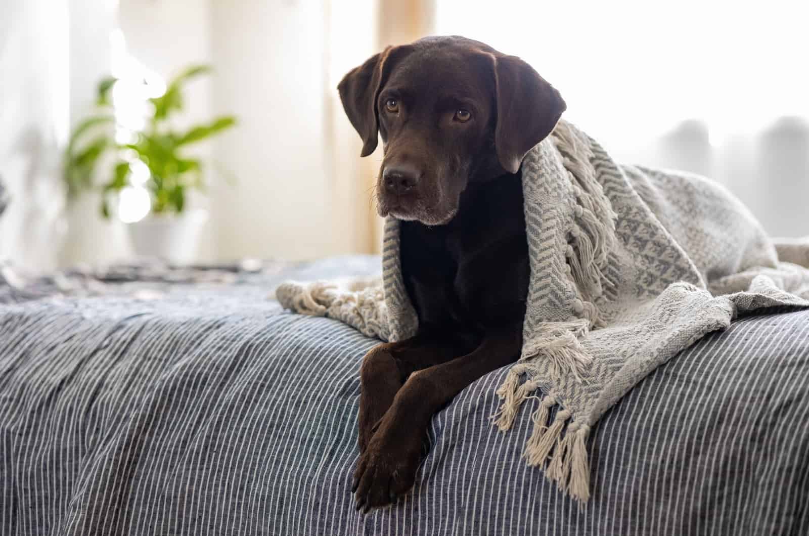 Labrador lying on bed