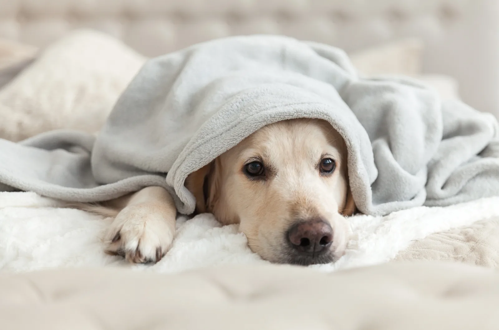 Labrador lying under blanket