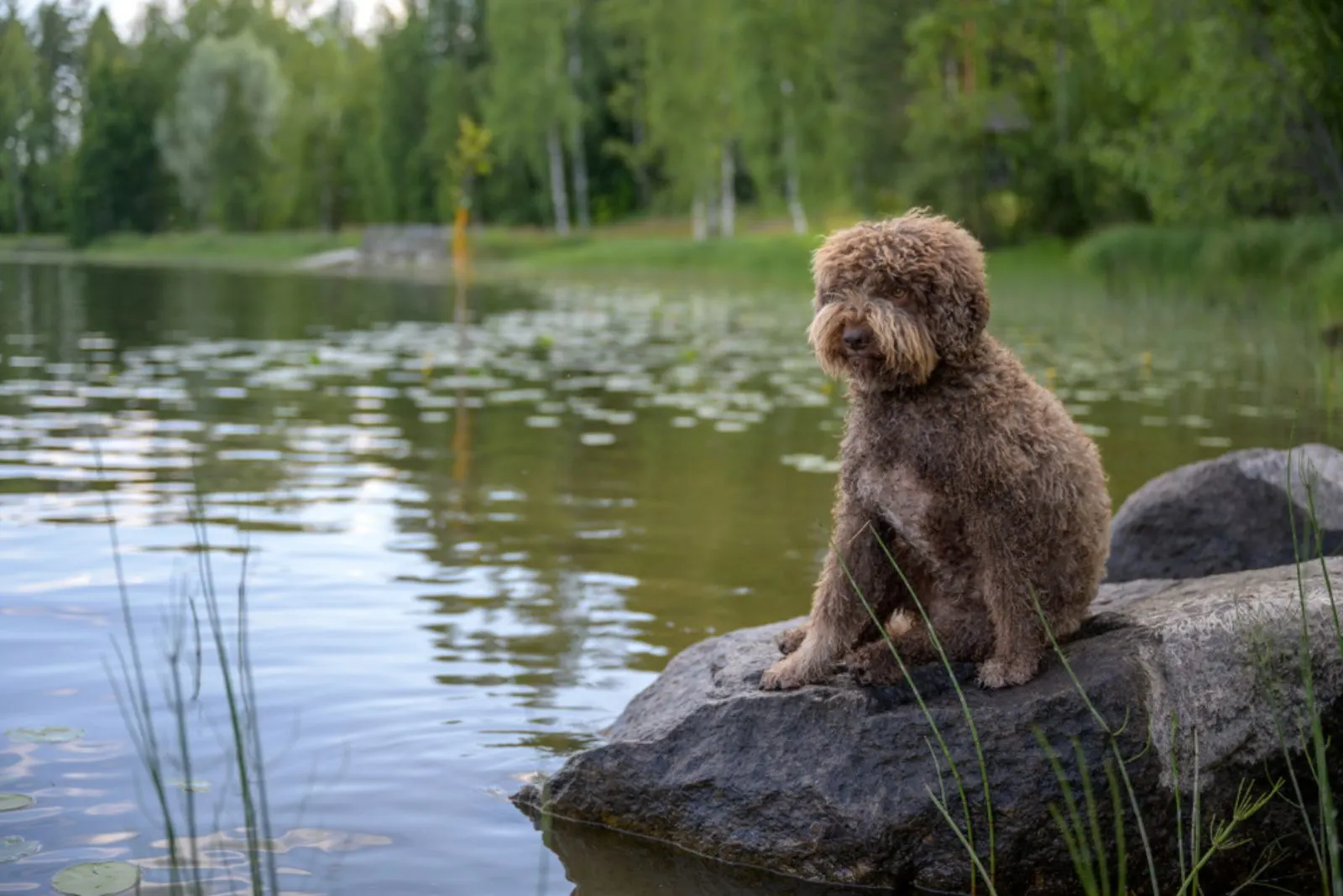 Lagotto Romagnolo sitting on a rock