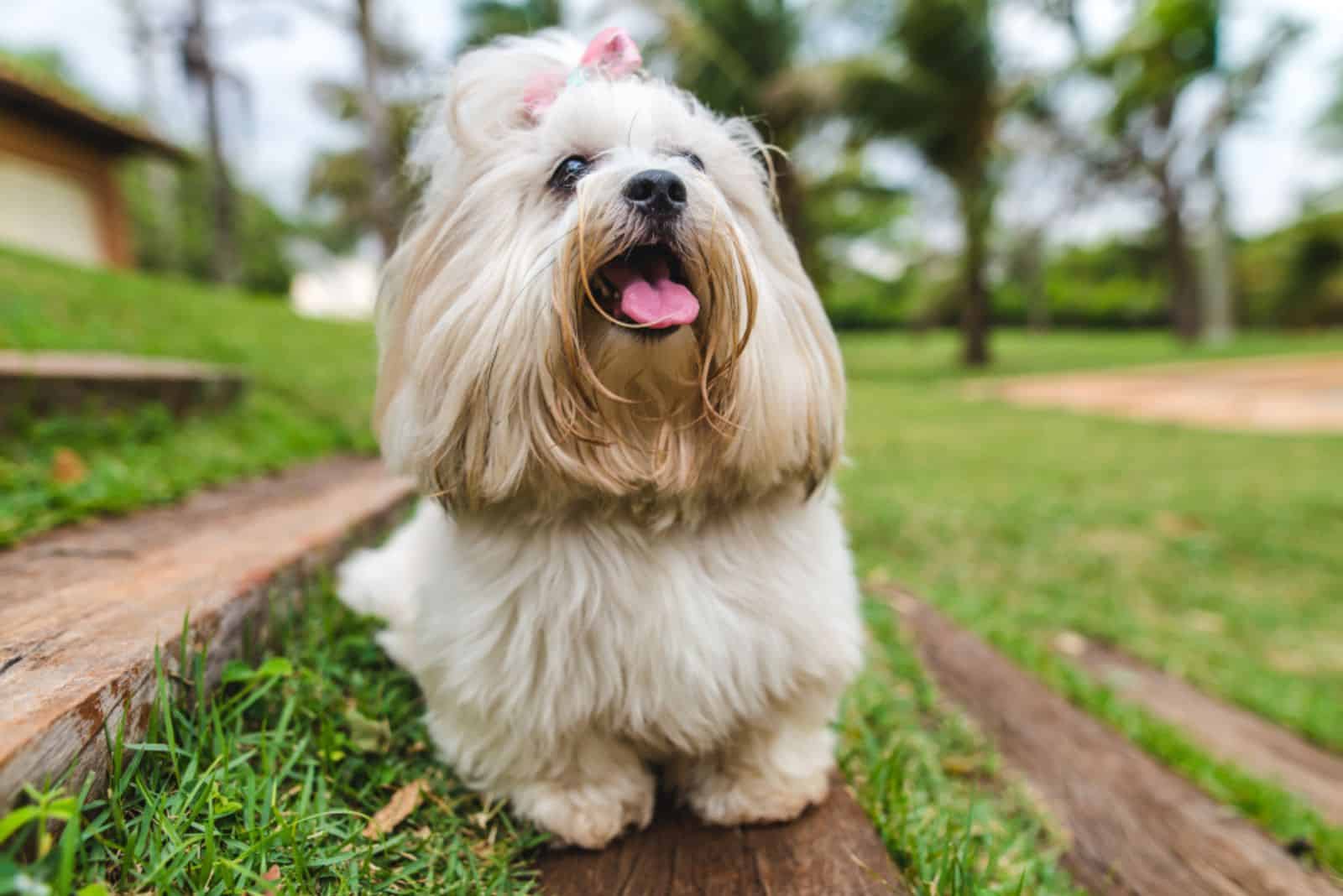 Lhasa Apso lies on a wooden base