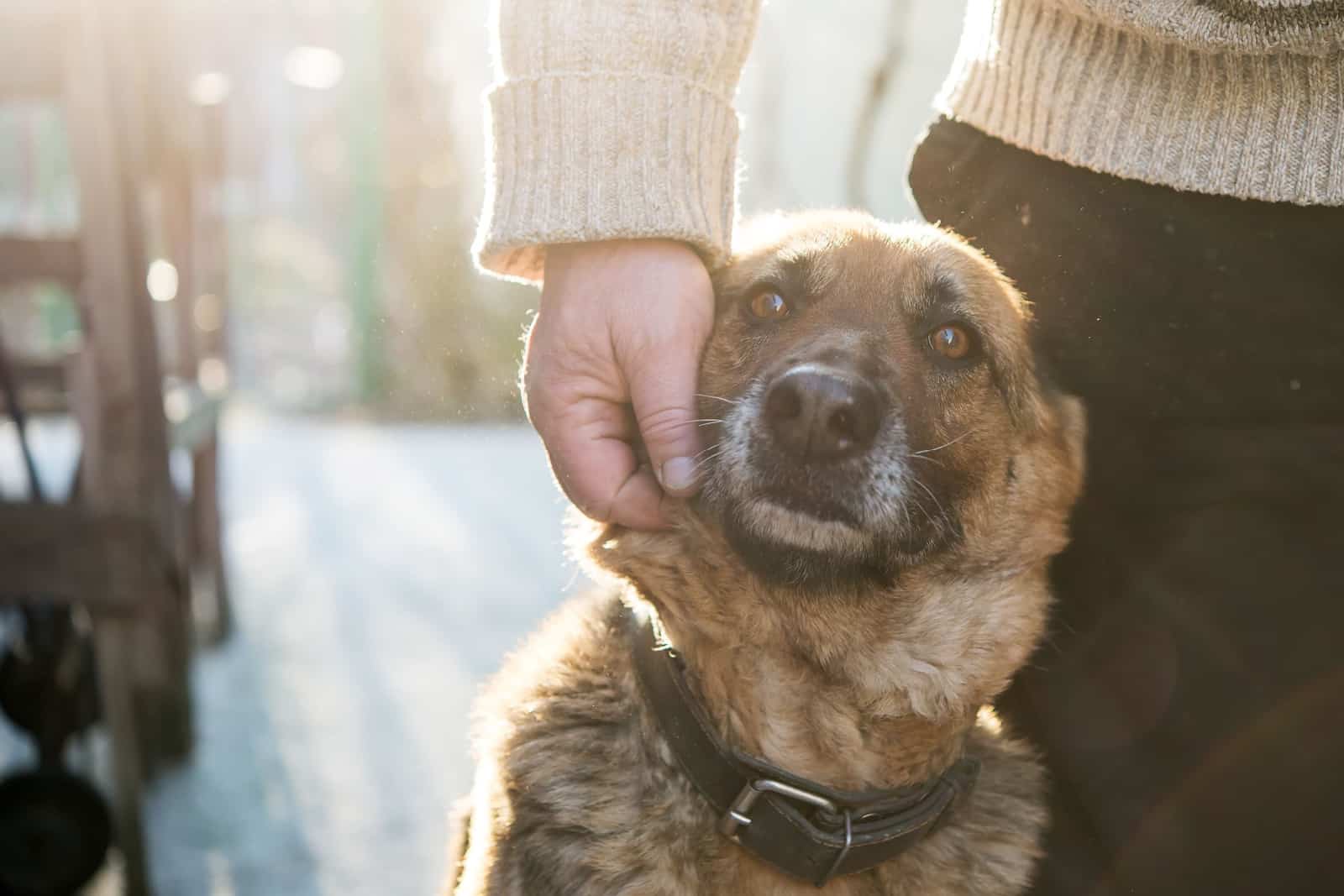 Man and his German Shepherd dog