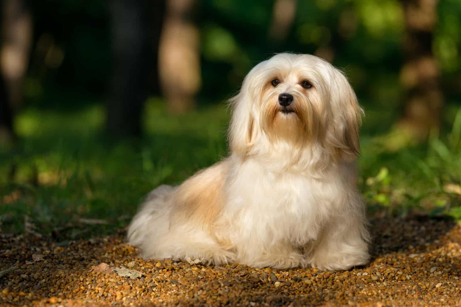 white dog in heat sitting outside