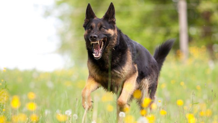 My German Shepherd Is Becoming Aggressive: How To Deal With It?