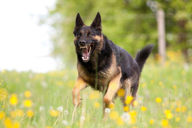 Aggressive german shepard dog running in the field