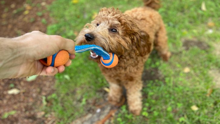 My Goldendoodle Is Becoming Aggressive – Here Is Why