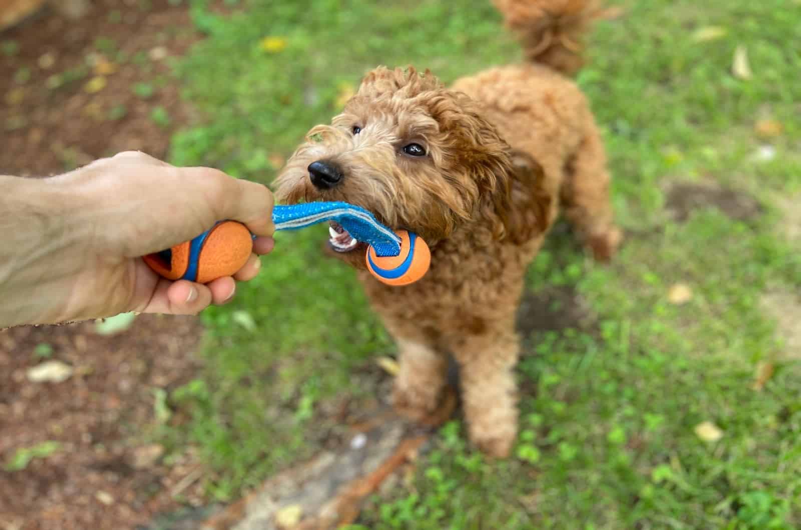 Goldendoodle being Aggressive with his toy