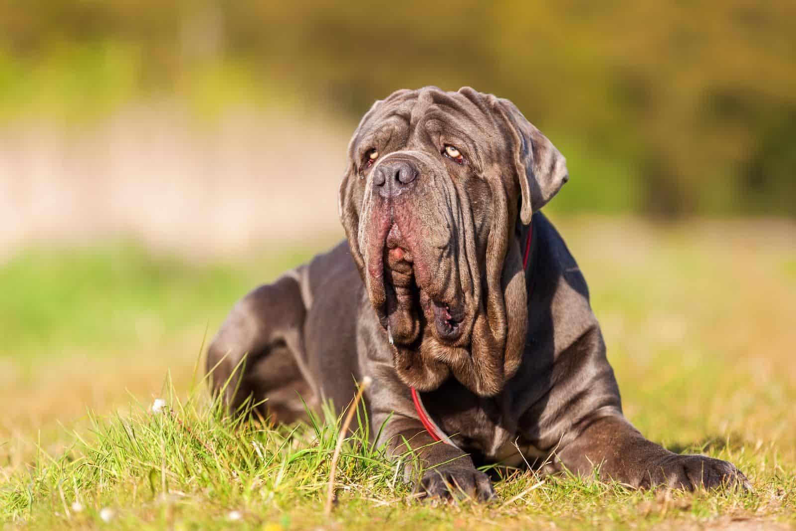 Neapolitan Mastiff lies on the grass and looks around