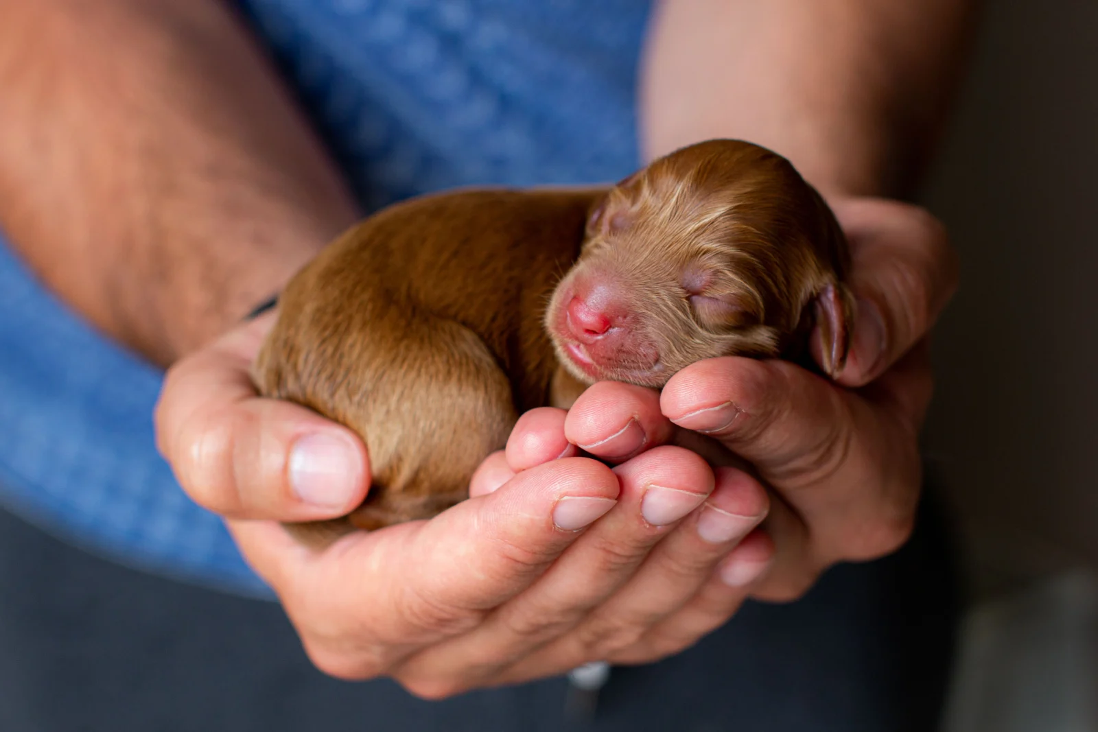 Newborn puppy sleeping peacefully in the palms of the hands
