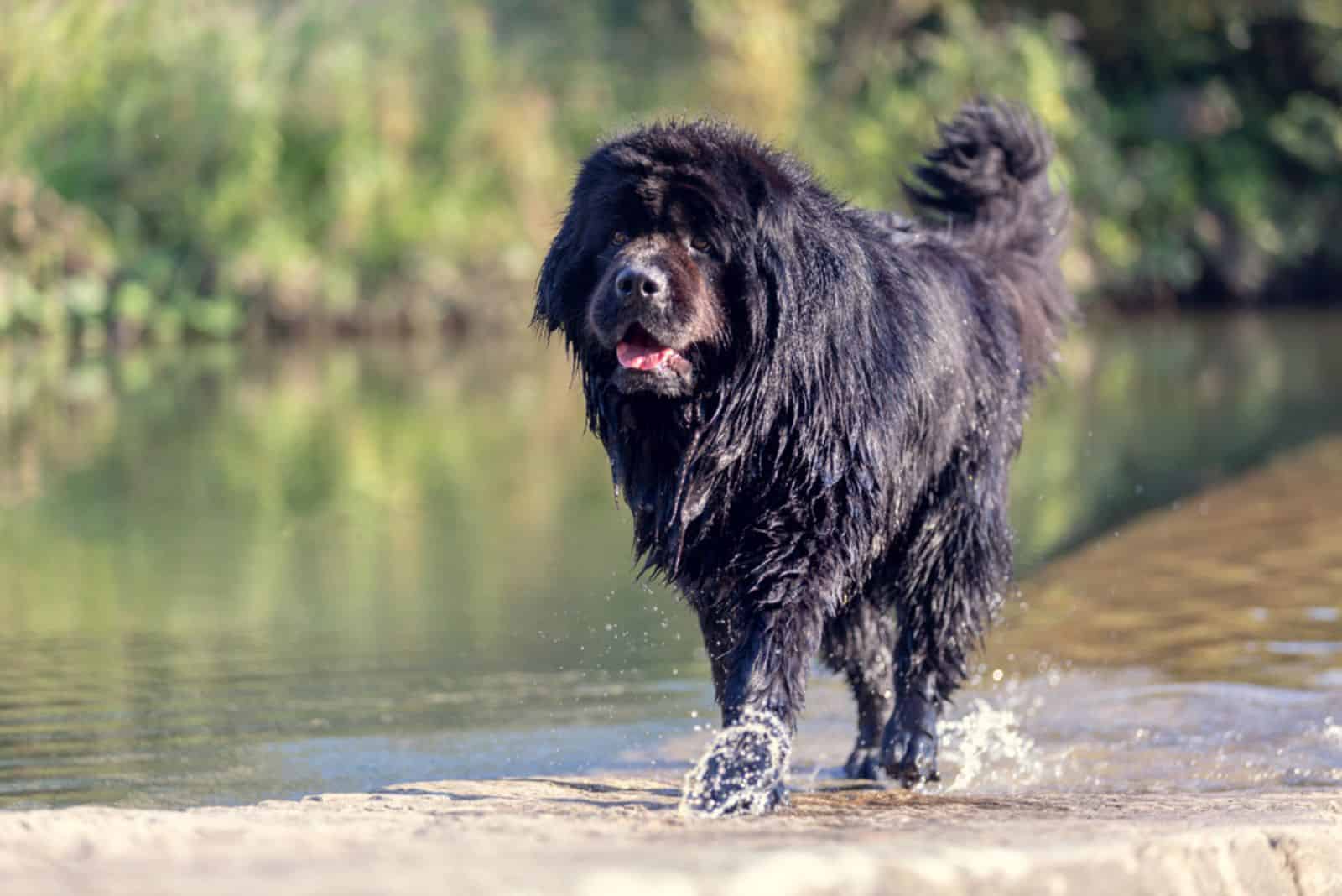 Newfoundland walking in the water