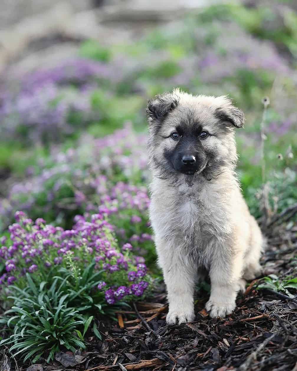 Old World German Shepherd puppy