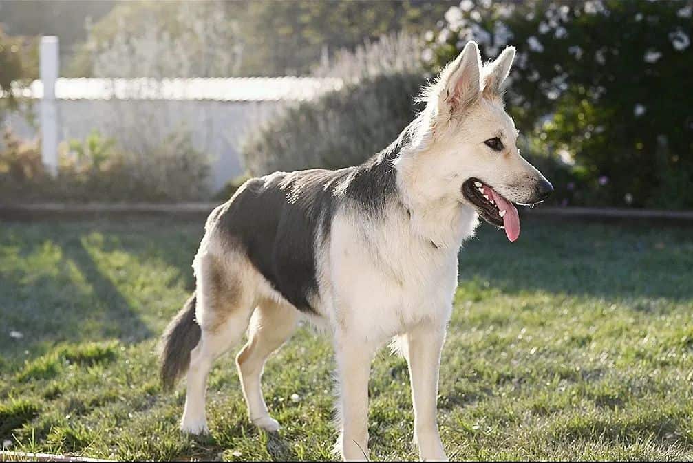 Old-World German Shepherd standing in a meadow