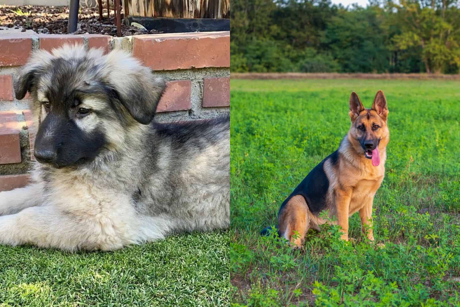 Old-World German Shepherds Vs Regular German Shepherds