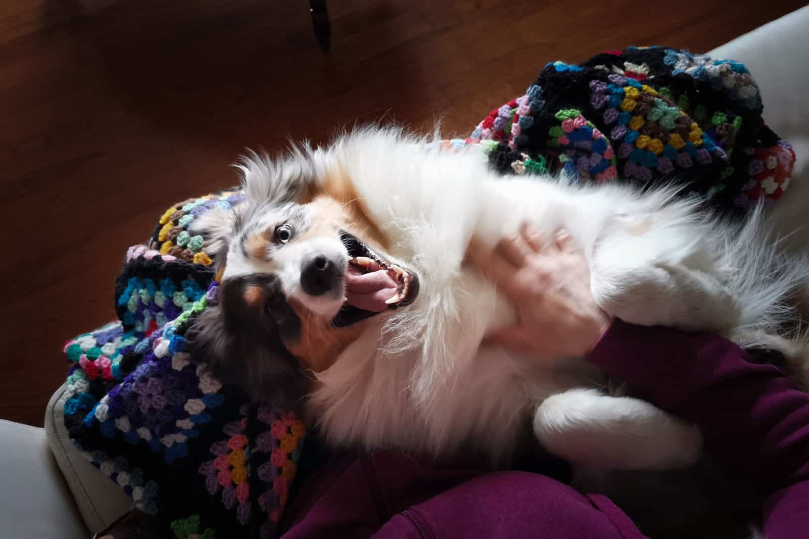Overhead view of Australian Shepherd dog laying on owners lap, smiling while looking up at the camera.