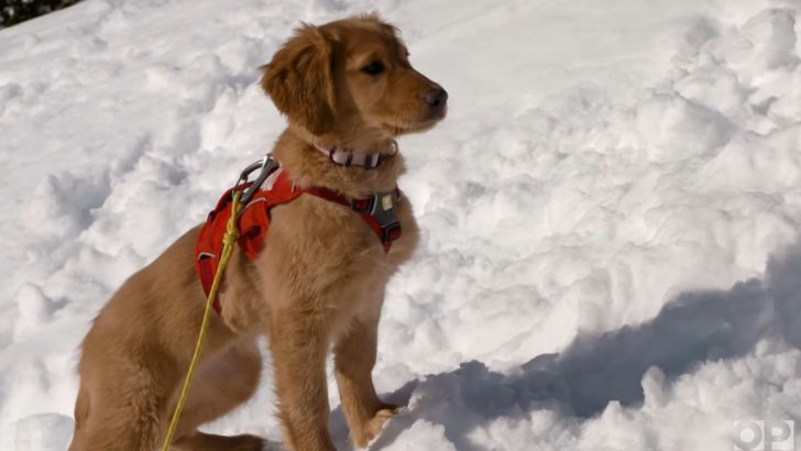 Paw Patrol: The Mount Bachelor Avalanche Dogs