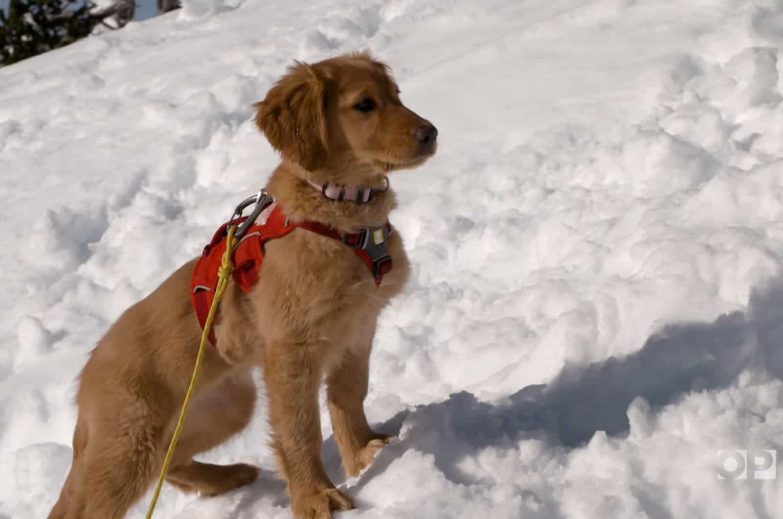 avalanche rescue puppy