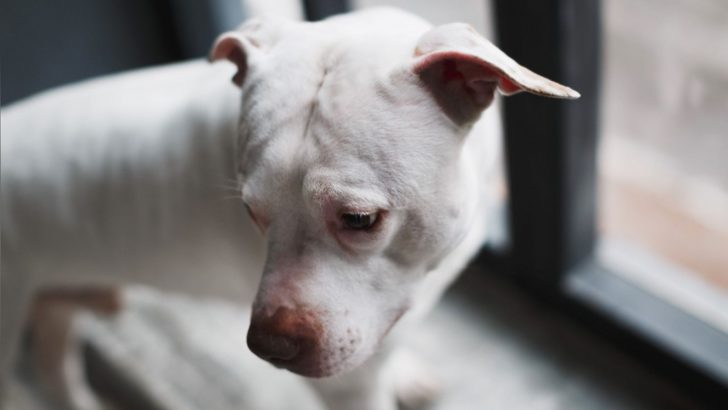 Pitbull Separation Anxiety: What Is It And How To Stop It